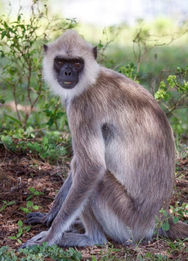 A monkey is sitting on the ground in a grassy area stock photography