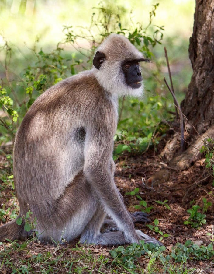 A monkey is sitting on the ground in a grassy area stock photo