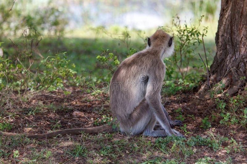 A monkey is sitting on the ground in a grassy area stock photography