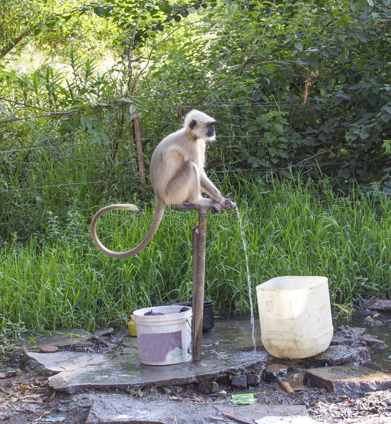 Monkey sitting on pipe line of water suply. Semnopithecus hypoleucos stock images, royalty-free photos and pictures