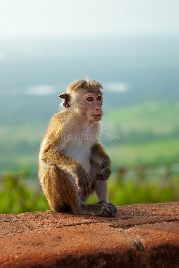 Monkey sitting on the rock stock image. Image of baby 22604929