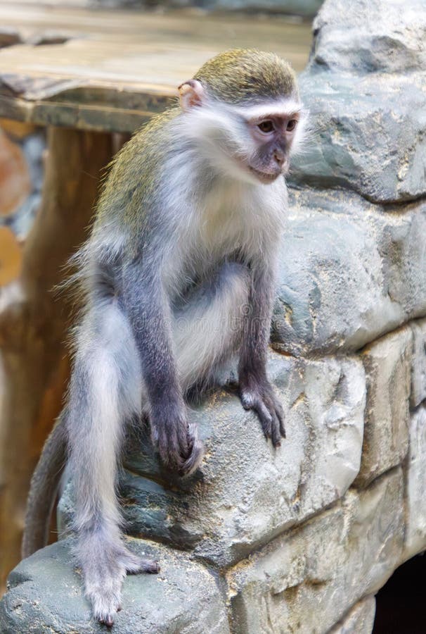 A monkey is sitting on a rock royalty free stock image