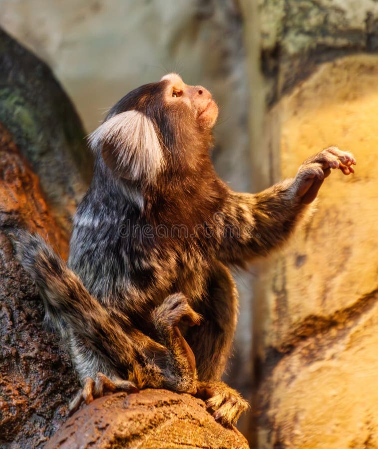 A monkey is sitting on a rock and looking up royalty free stock photo