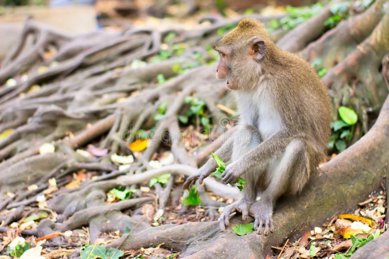 Monkey Sitting on Root of Tree and Eating Leaves Stock Image - Image of ...