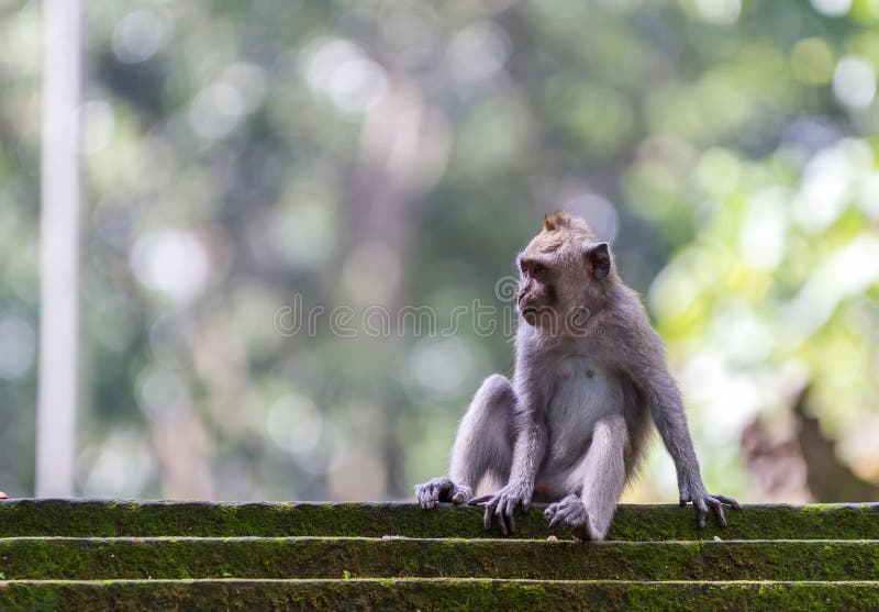 monkey-sitting-steps-ubud-forest-bali-27280500.jpg