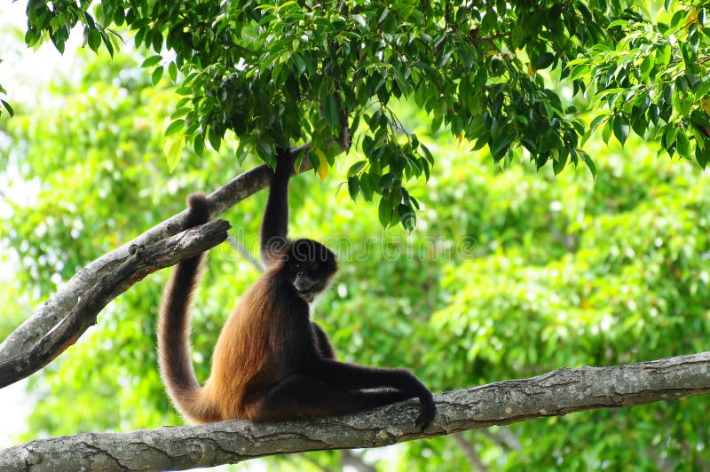 Monkey Sitting on a Tree Branch stock images
