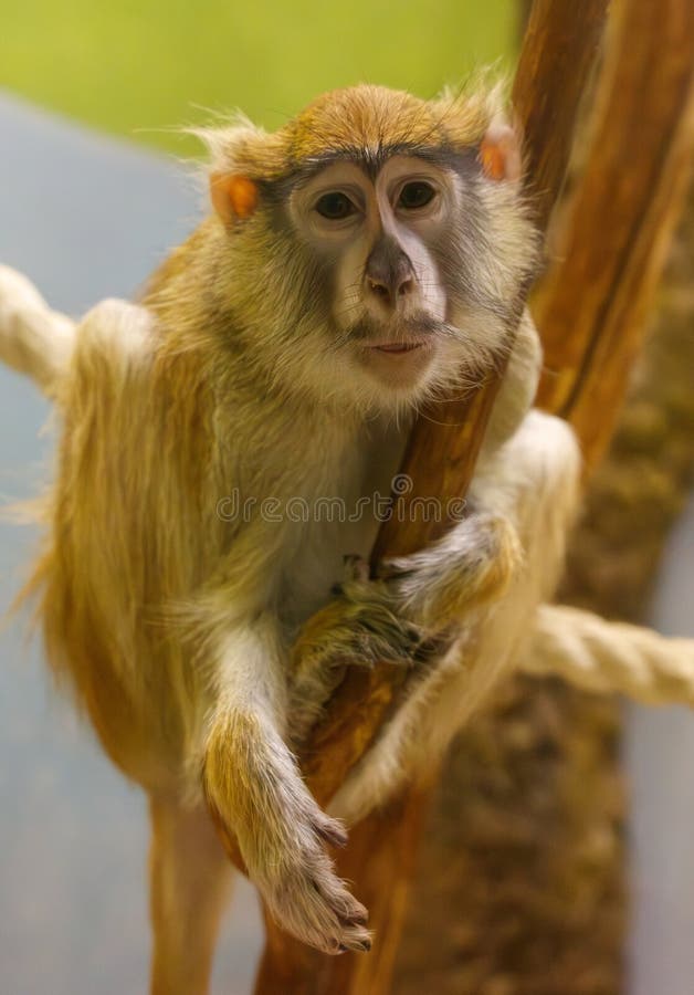 A monkey is sitting on a tree branch royalty free stock photography