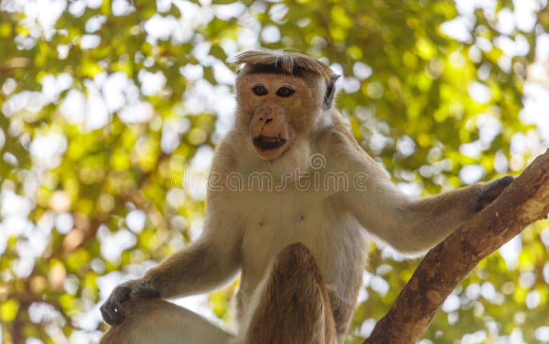 A monkey is sitting on a tree branch royalty free stock photography