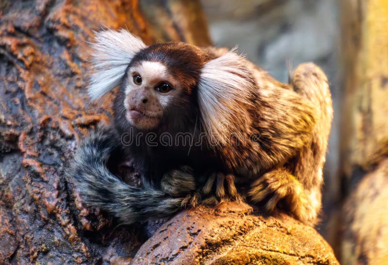 A monkey is sitting on a tree branch stock images