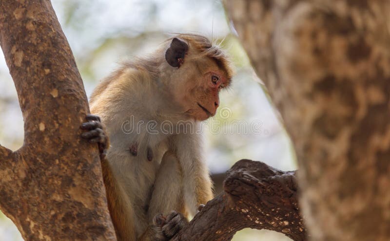 A monkey is sitting on a tree branch royalty free stock photos