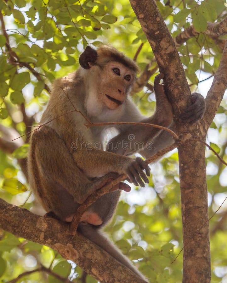A monkey is sitting on a tree branch royalty free stock photos