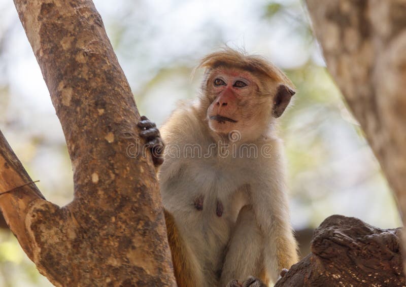 A monkey is sitting on a tree branch stock photo