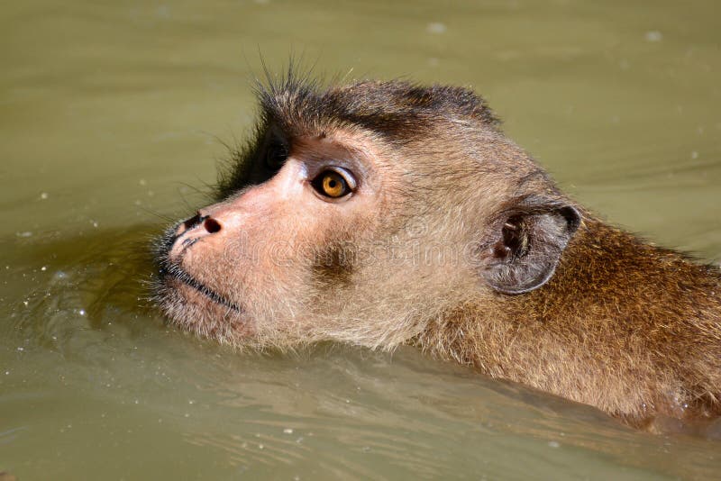 Monkey Swimming at Mangrove Forest. Stock Photo - Image of mangrove ...