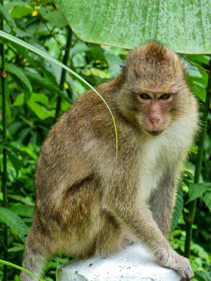 Monkey thailand asia foto de archivo. Imagen de fauna 258796990