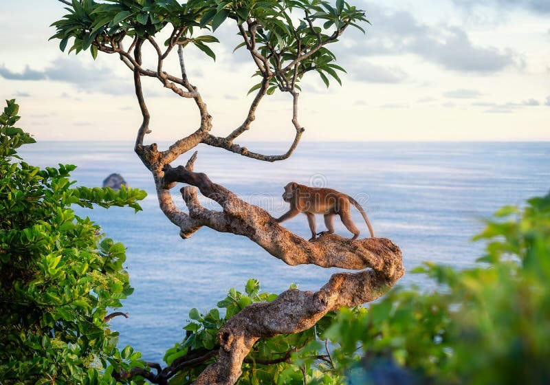 Monkey on the Tree. Animals in the Wild. Landscape during Sunset.  Kelingking Beach, Nusa Penida, Bali, Indonesia Stock Photo - Image of  playful, ocean: 147404578