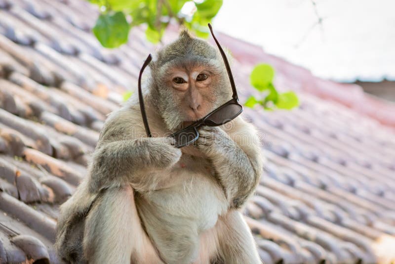 monkey with sunglasses