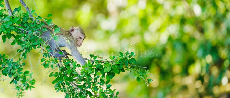 The monkey was climbing on the tamarind tree alone. Leave space on the right side for text input