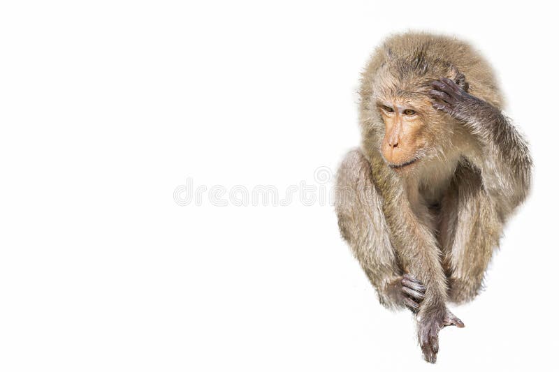 A Monkey on a White Background Stock Photo - Image of eating, brown:  175795926