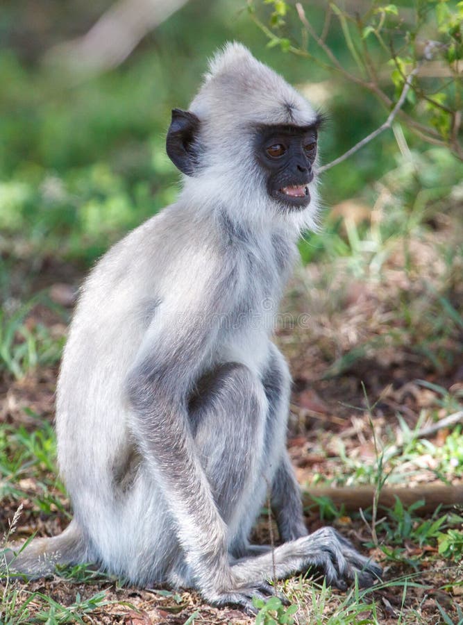 A monkey with a white face and a black nose is sitting on the ground royalty free stock photo