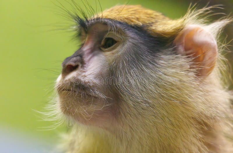 A monkey with a white face and brown fur stock image