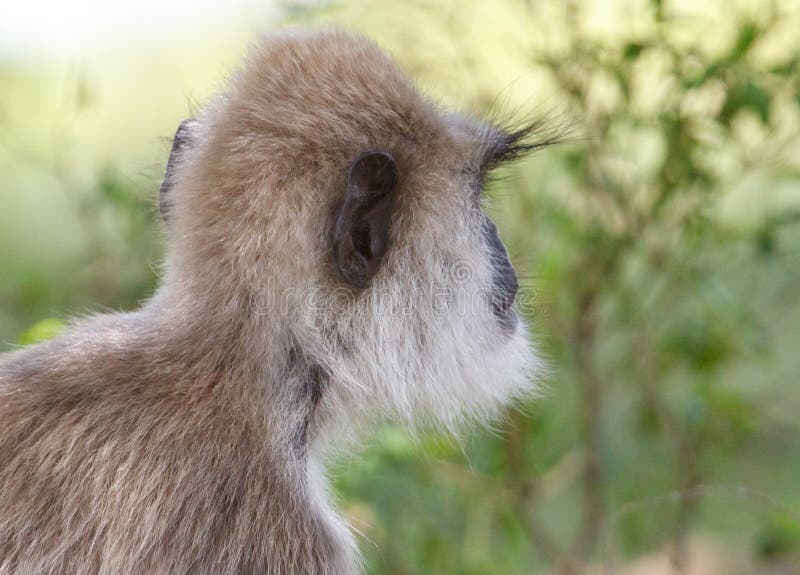 A monkey with a white face and brown hair royalty free stock photo
