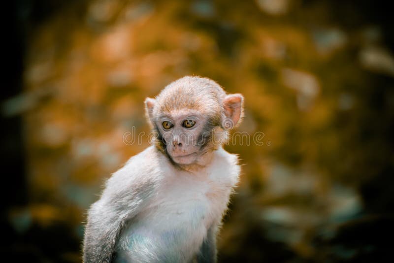 Monkey Wildlife royalty free stock photo Monkey Wildlife royalty free stock photo