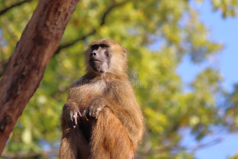 Monkey in Zoo in Augsburg in Germany Stock Photo Image of background, emotions 144523514