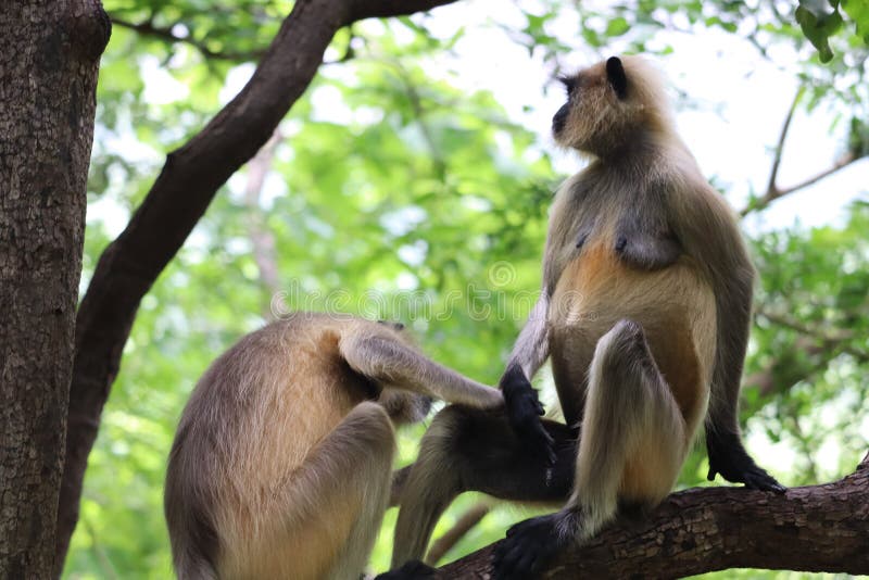 Monkeys Animal Mating Activity Background Blur. Stock Image - Image of  animal, primate: 191552889