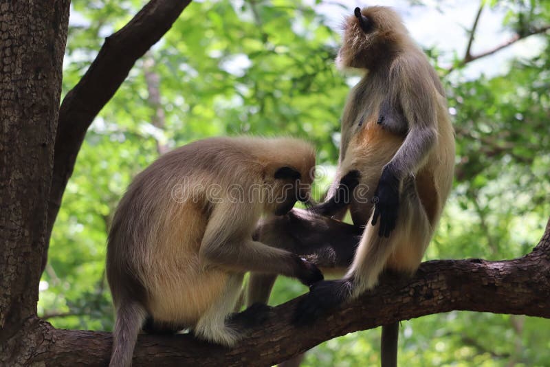 Mating Monkeys Stock Photos - Free & Royalty-Free Stock Photos from Dreamstime Mating Monkeys Stock Photos - Free & Royalty-Free Stock Photos from Dreamstime