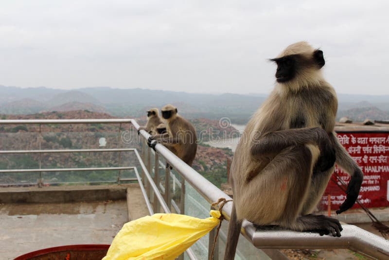 The monkeys around Hanuman yes, the monkey god Temple at Anjana Hill