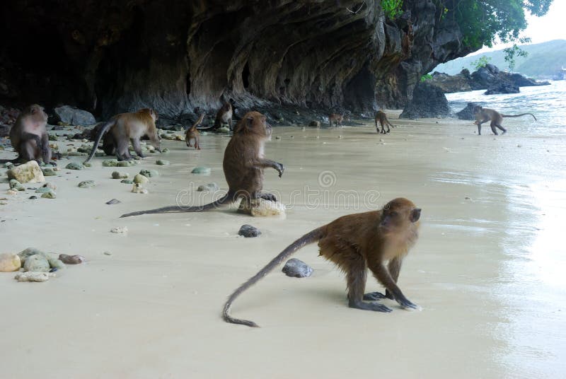 Monkeys on the beach