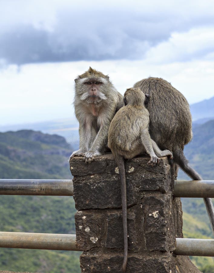 Monkeys family waiting for food stock image Monkeys family waiting for food stock image