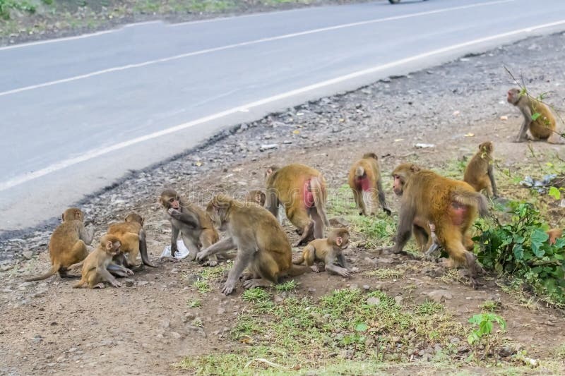 Monkeys Feeding on Highway stock image Monkeys Feeding on Highway stock image