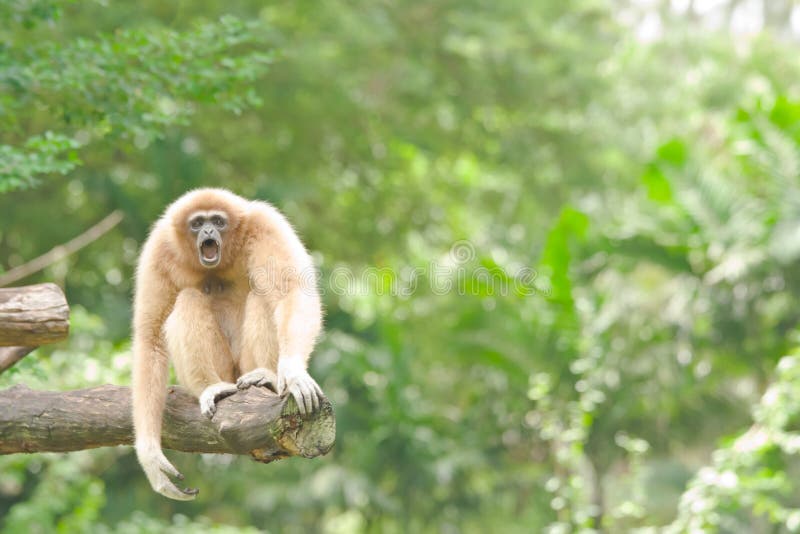 Monkeys, gibbons. stock photo. Image of hominid, orangutan 26375344
