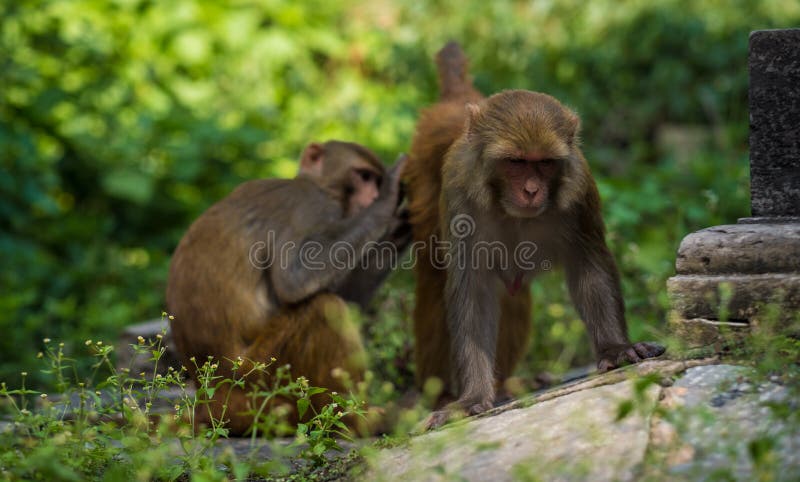 Monkeys in Pashupatinath Temple royalty free stock images Monkeys in Pashupatinath Temple royalty free stock images