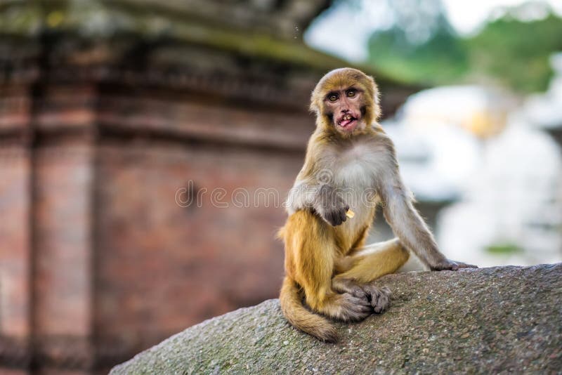 Monkeys in Pashupatinath Temple stock photo Monkeys in Pashupatinath Temple stock photo