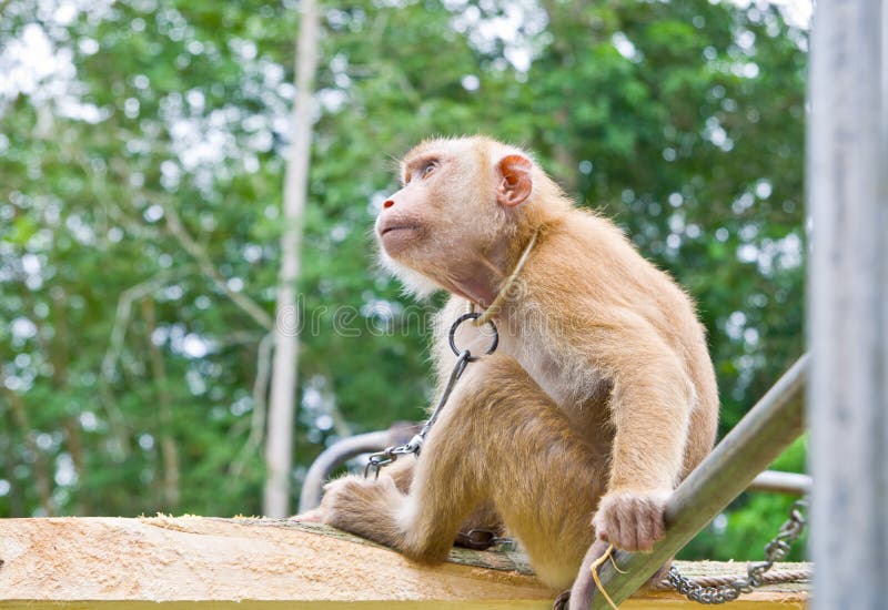 Monkeys pick coconuts stock photo. Image of little, leaves 34073948