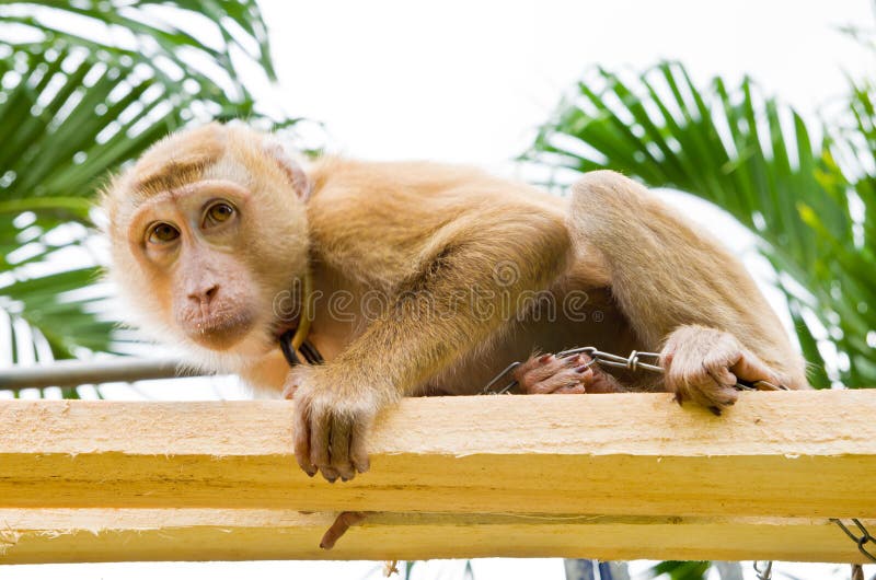 Monkeys pick coconuts stock image. Image of monkey, hold 34077713