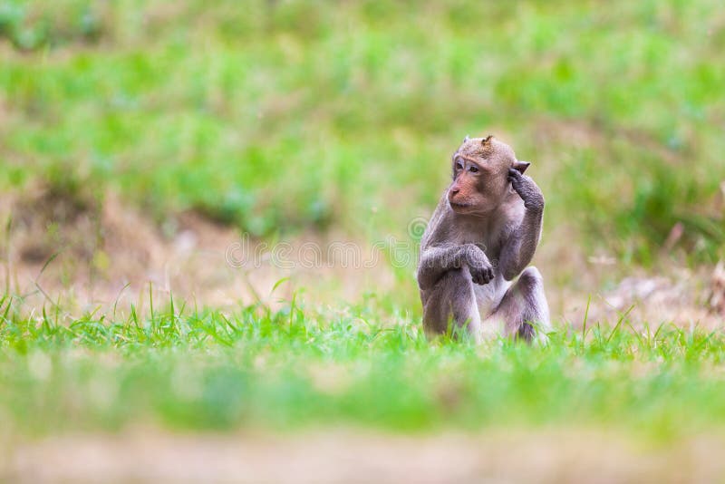 Monkeys of Thailand