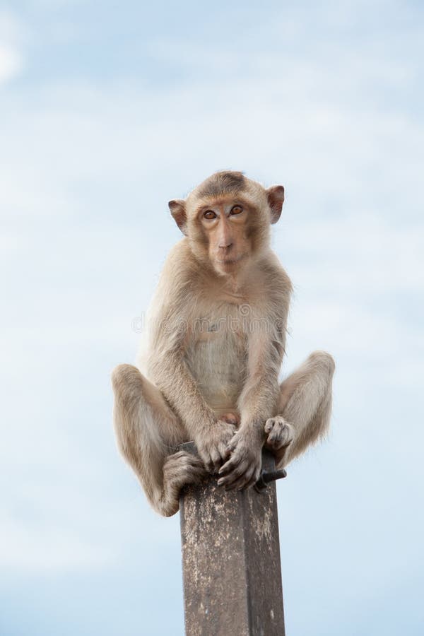 Monkeys of Thailand