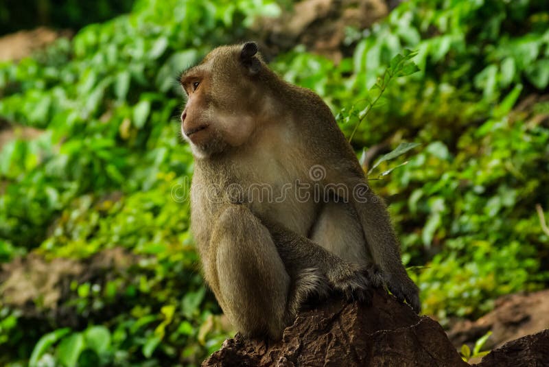 Monkeys of Thailand stock photo. Image of baby, mother 37702620