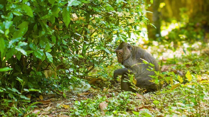 Monkeys In Their Natural Habitat Cambodia Stock Video Video Of Habitat Leaf 39125827