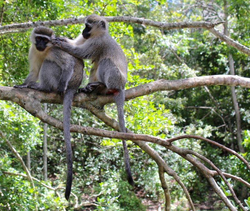 monkeys vervet стоковая фотография rf monkeys vervet стоковая фотография rf