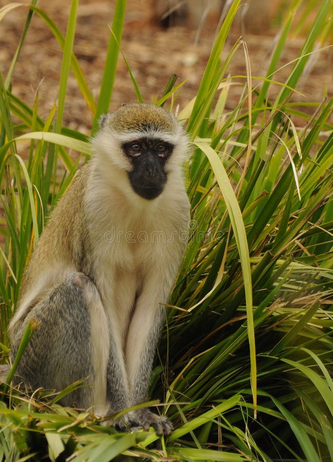 Monkeys in the Zoo of Melbourne Stock Image Image of outdoor, animal