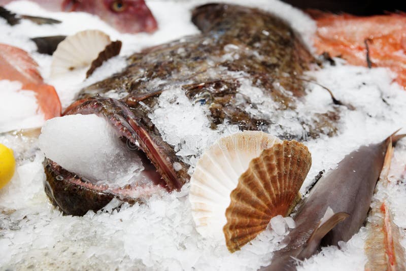 Monkfish on market display stock photo. Image of scales 31295006
