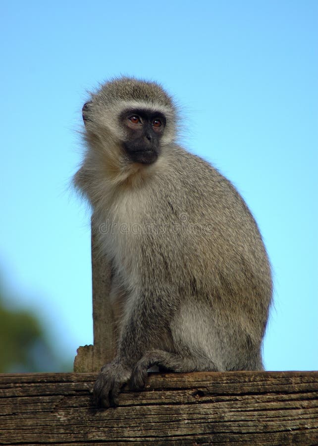 Apes: little Vervet Monkey - Blouaap - Chlorocebus Aethiops sitting on a tree and watching other monkeys in a game park in South Africa. Apes: little Vervet Monkey - Blouaap - Chlorocebus Aethiops sitting on a tree and watching other monkeys in a game park in South Africa