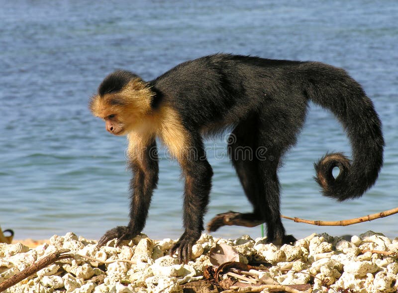 White Face Monkey (Cebus Capuccinus) on the beach at the Cahuita National Park in Costa Rica. White Face Monkey (Cebus Capuccinus) on the beach at the Cahuita National Park in Costa Rica