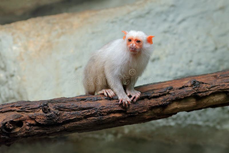 Un pequeño mono blanco sentado sobre una superficie blanca