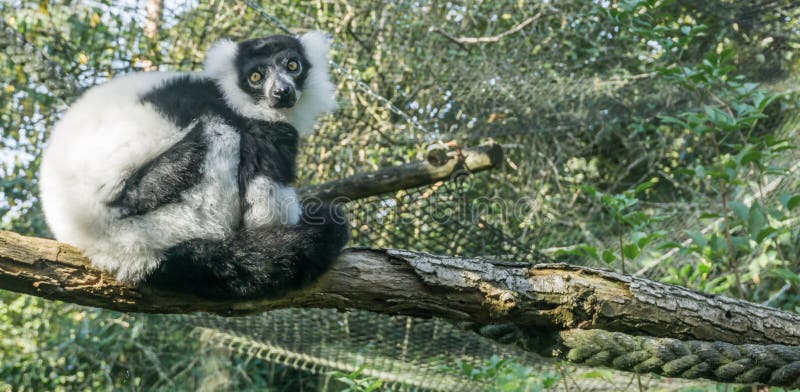 Mono blanco y negro superado hermoso del lémur que se sienta en un árbol en una rama que mira hacia el animal muy lindo po del pr imagenes de archivo Mono blanco y negro superado hermoso del lémur que se sienta en un árbol en una rama que mira hacia el animal muy lindo po del pr imagenes de archivo