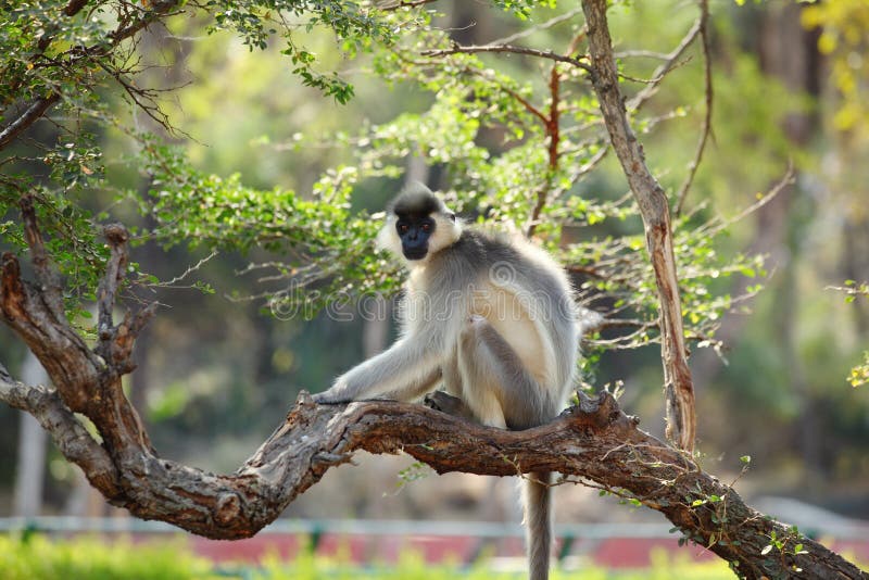 Mono capsulado del Langur en árbol
